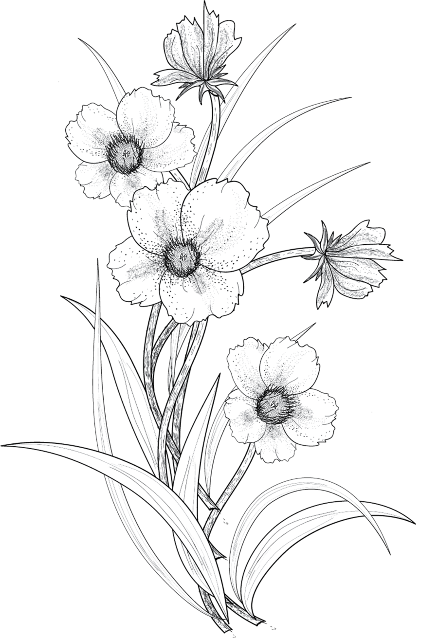900x1311 Collection Of Flower Drawing Tumblr Transparent High Quality