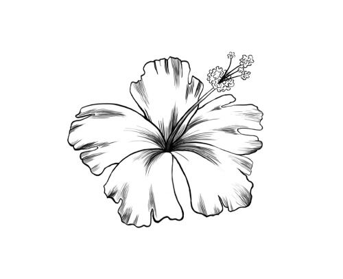 500x406 Pictures Tumblr Flower Drawing,