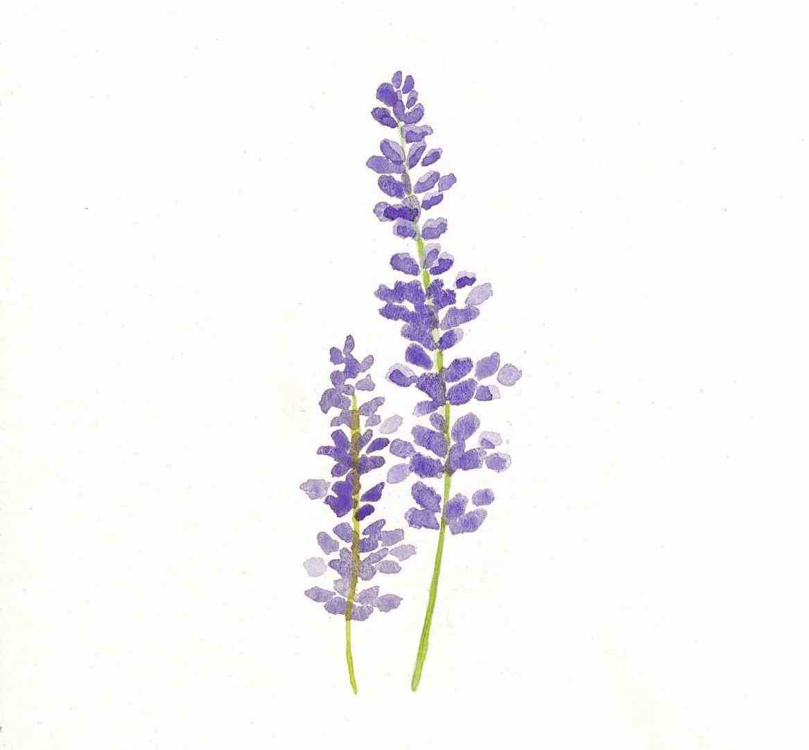 1167x1081 Collection Of Flower Drawing Tumblr Transparent High Quality