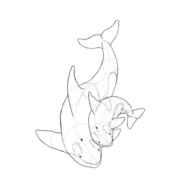600x600 How To Draw Animals Dolphins, Whales, And Porpoises