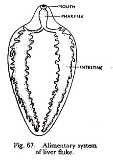 231x337 Liver Fluke Habitat, Life History And Nervous System