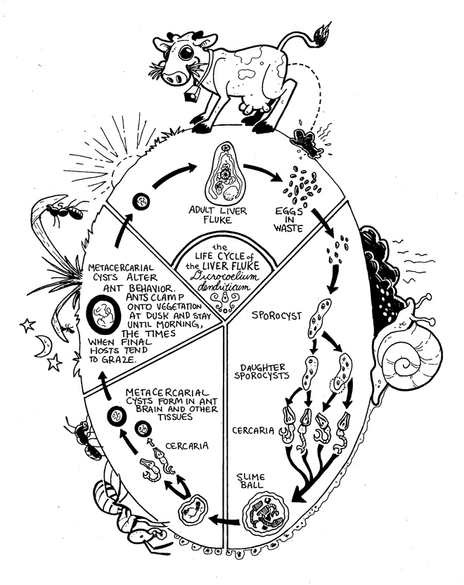 660x833 A Little Something Weird. Drawing Flies