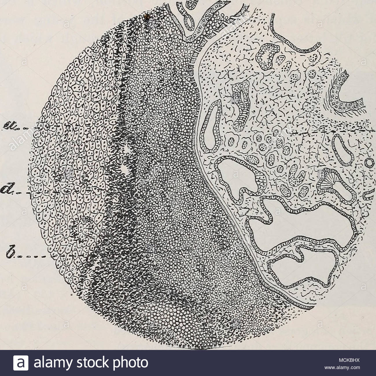 1300x1299 Fig. 156. Drawing From Microscopic Preparation, Showing