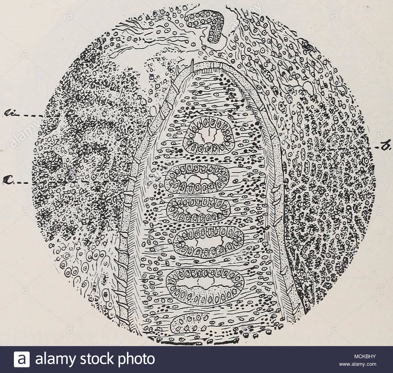 1300x1234 Fig. 158. Drawing From A Microscopic Preparation Showing A Fluke