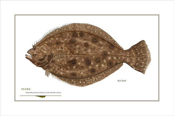 570x380 Fluke Open Edition Print By Flick Ford Saltwater Food Fish