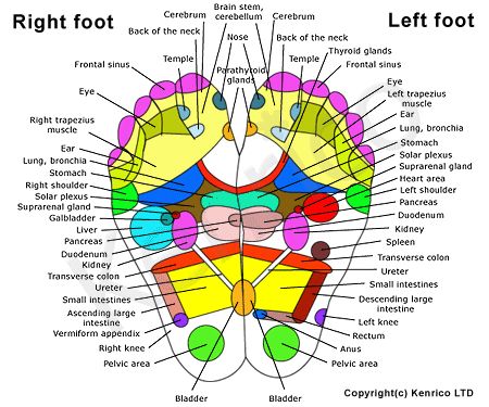 450x375 20 Best Foot Diagrams Images On Acupressure