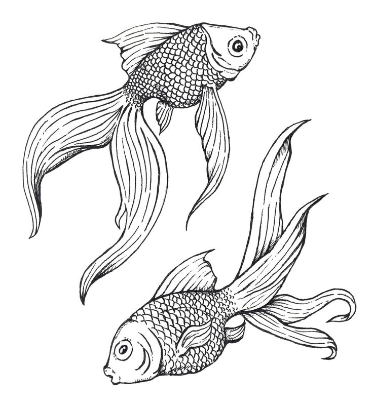 736x810 The 57 Best Coloring Pisces Images On Pisces, Fish