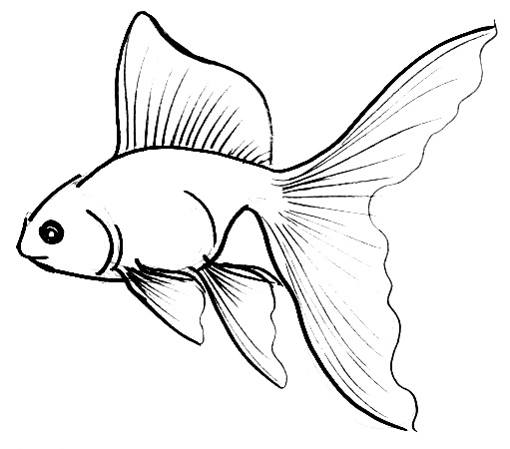510x449 Collection Of Drawing Of A Goldfish High Quality, Free