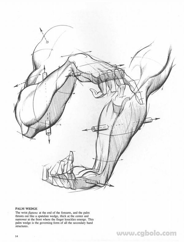 600x790 146 Best Anatomy For Artists Arms And Hands Images