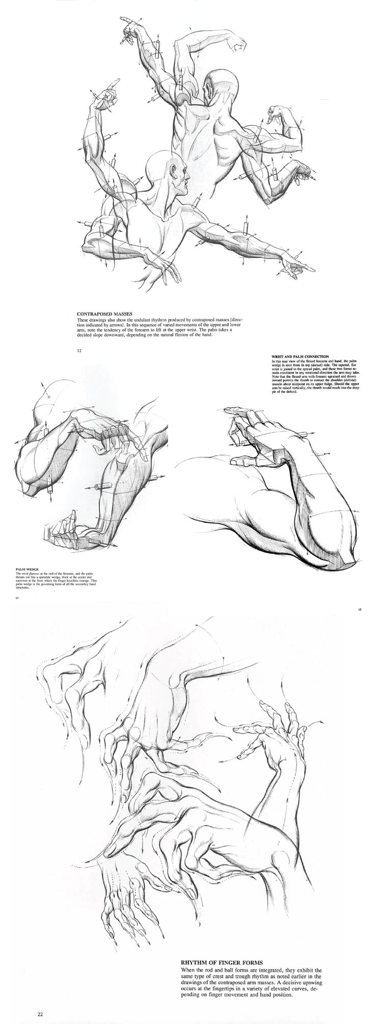 736x2008 45 Best Burne Hogarth Images On Human Anatomy, Drawing