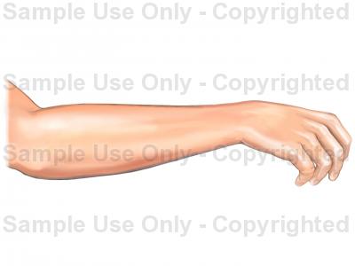 400x300 The Hand And Forearm