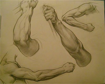 400x321 Left Forearm Drawing [Referencias]