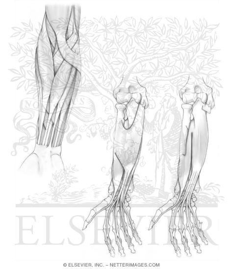 475x550 Anterior Forearm Muscles