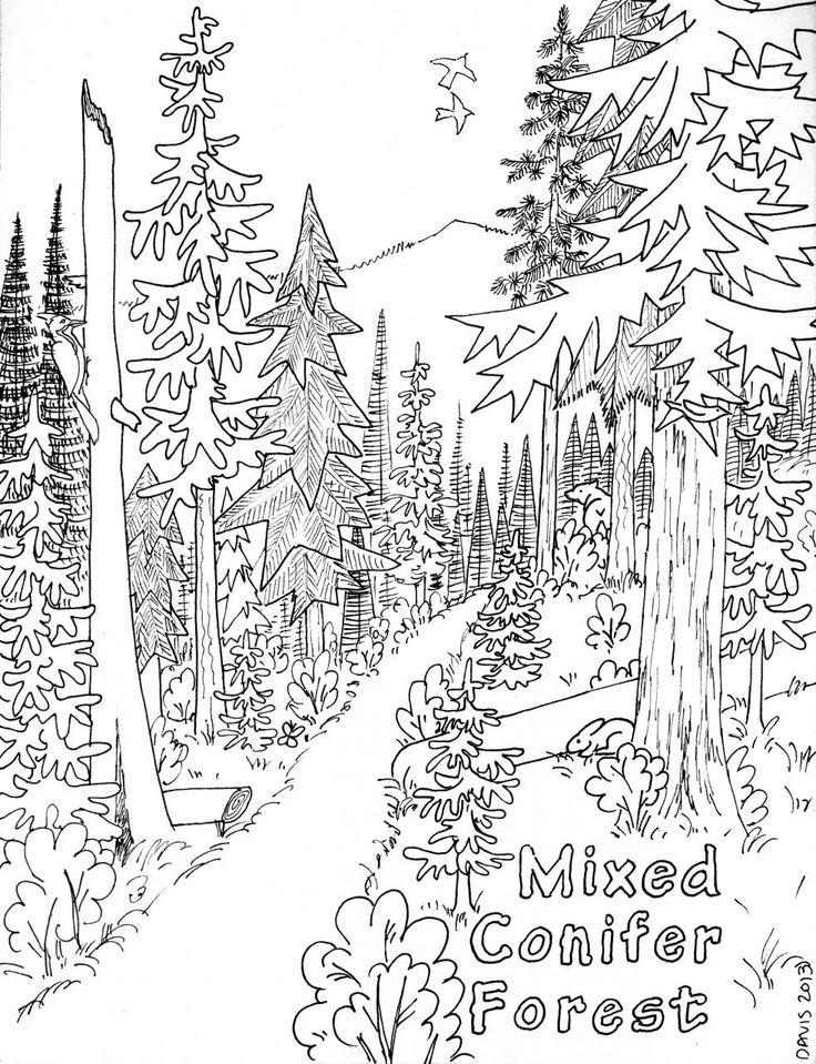736x959 Forest Coloring Pages Printable Elegant Forest Landscape Drawing