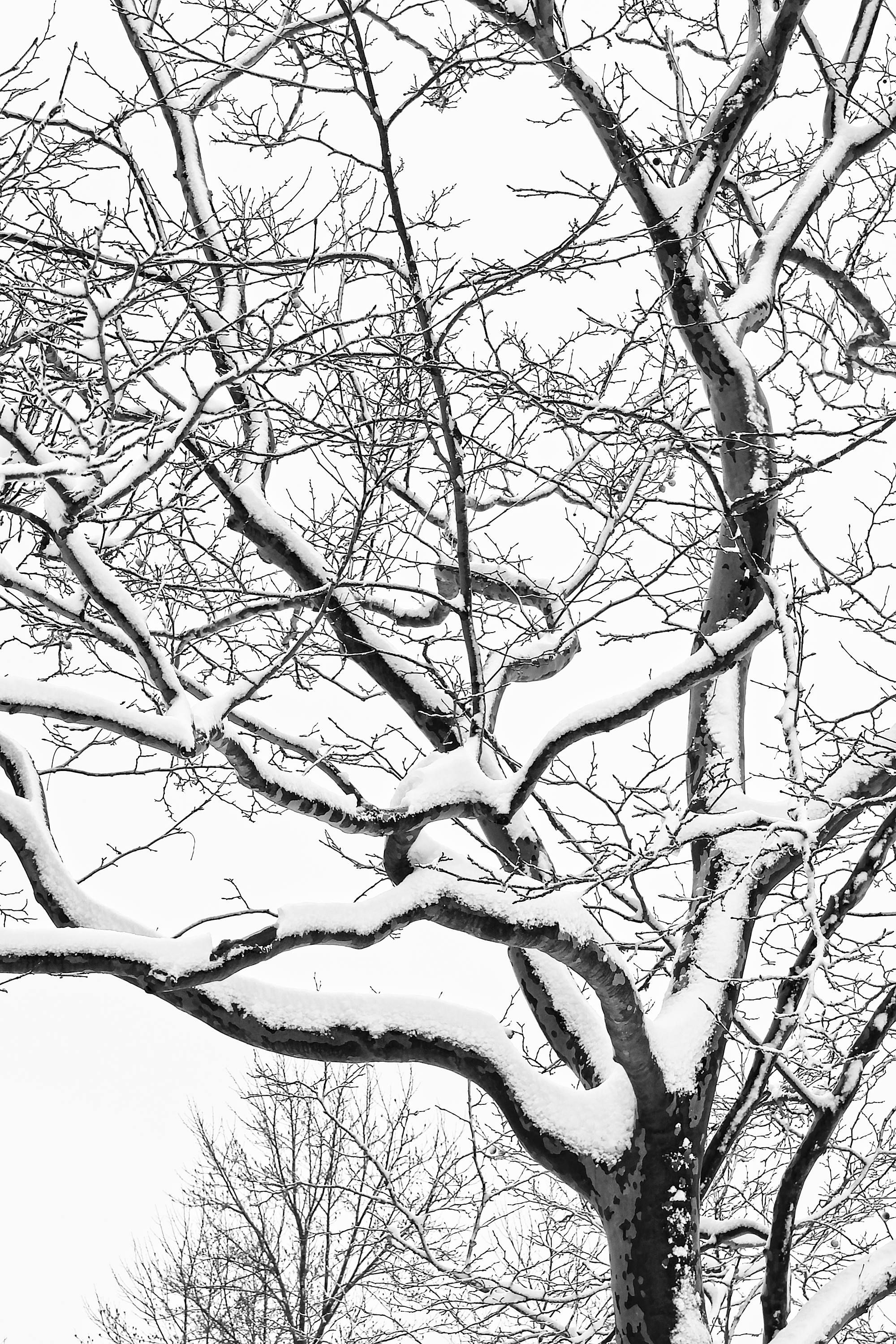 2000x3000 Tree Photography, Black And White, Cape Cod Photography, Forest