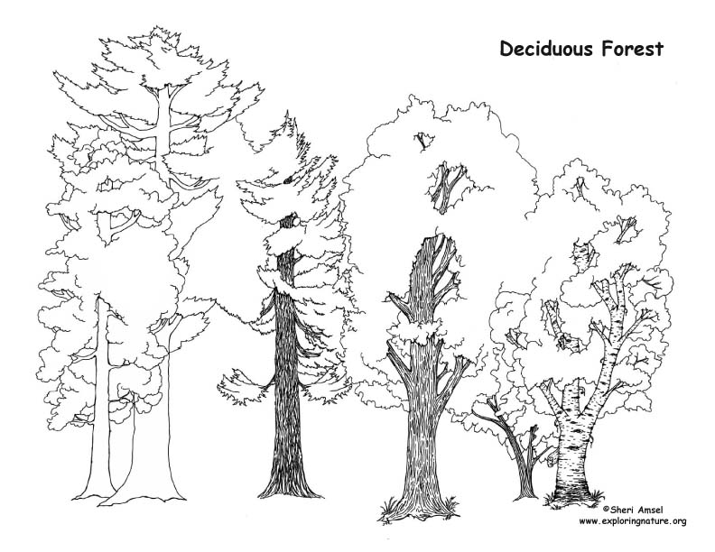 792x612 Draw A Deciduous Forest