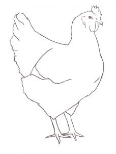 Fowl Drawing