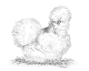 300x240 Hen Drawings