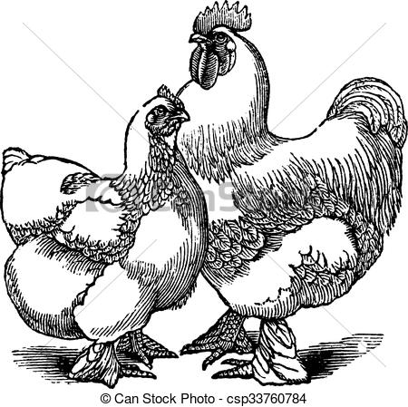 450x449 Hen And Rooster Of Cochin Or Cochin China (Chicken) Vintage