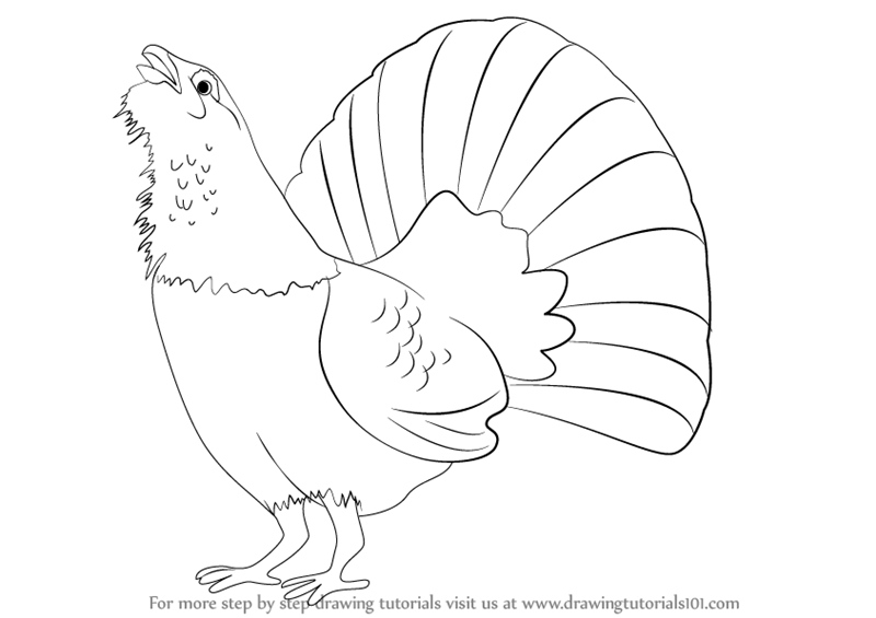 800x565 Learn How To Draw A Capercaillie (Birds) Step By Step Drawing