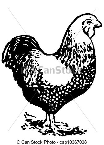 337x470 A Black And White Version Of An Illustration Of A Hen.