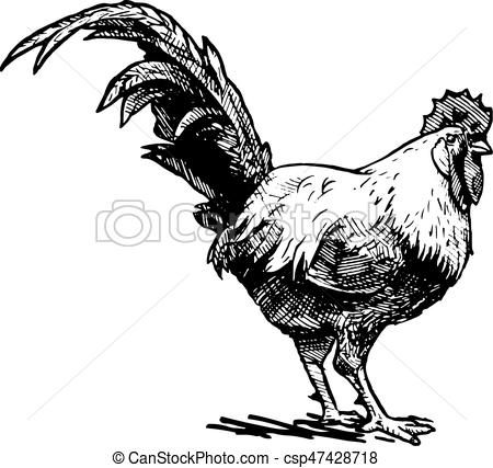 450x427 Vector Hand Drawn Illustration Of Cock In Vintage Engraved Style