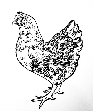 320x382 Hen Drawings On Paigeeworld. Pictures Of Hen