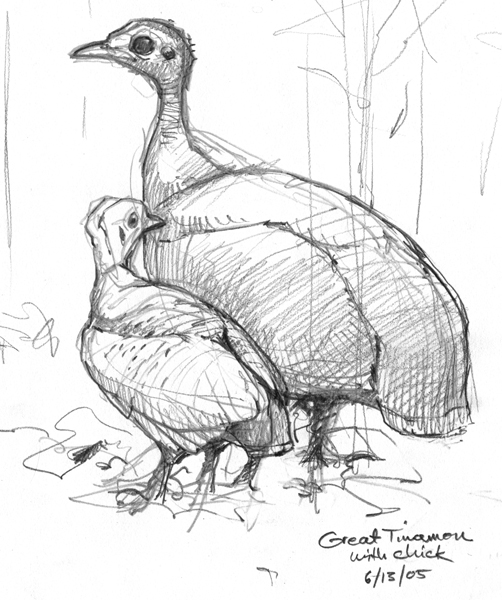 502x600 Draw A Bird, Own A Bird Drawing The Motmot