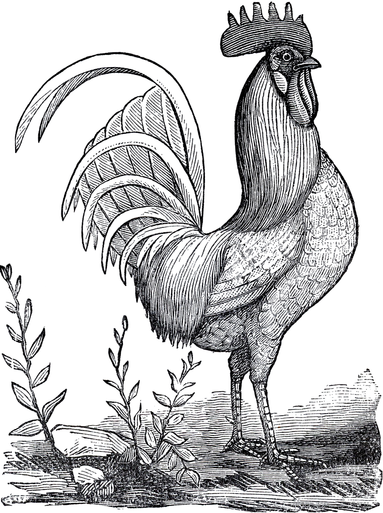 1345x1800 Drawn Rooster Sketch