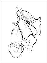 155x208 Foxglove Printable And Coloring Page Coloring Pages