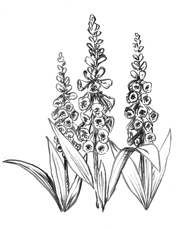 600x778 Foxgloves On Behance