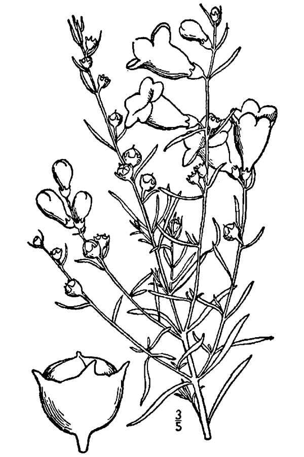 600x900 Large Image For Agalinis Fasciculata (Beach False Foxglove) Usda