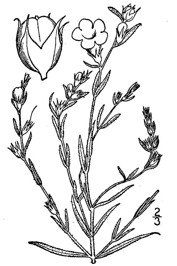 600x900 Large Image For Agalinis Heterophylla (Prairie False Foxglove