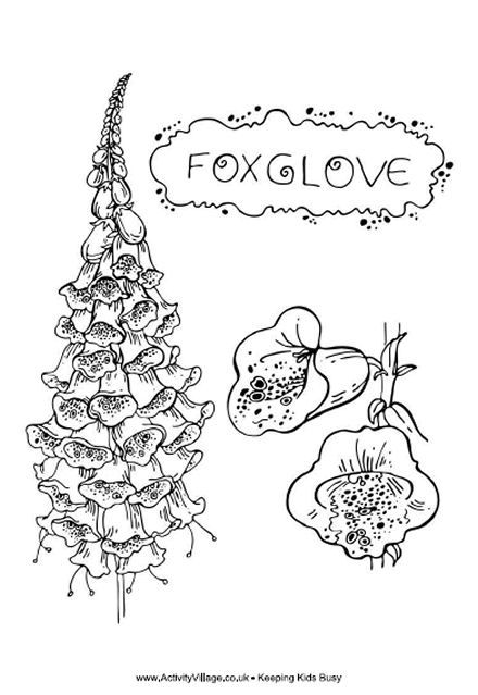 440x639 Foxglove Coloring Let's Color!!!!!! Embroidery