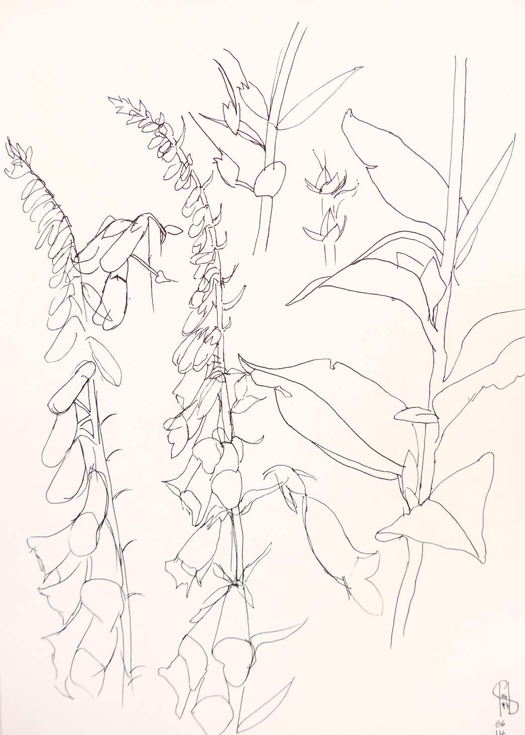 1045x1462 Teasel Draws Shoots And Leaves