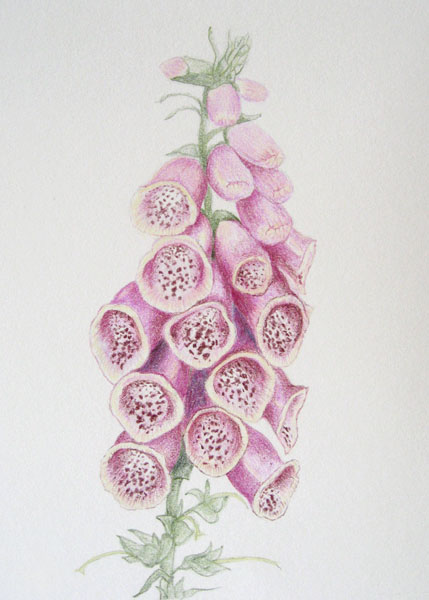 429x600 Foxglove
