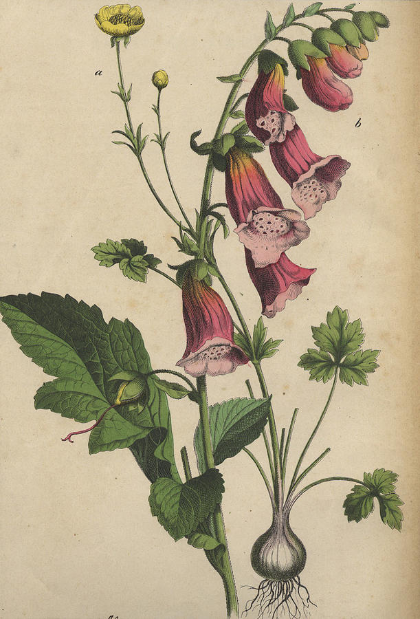 611x900 Foxglove And Buttercup Drawing By German Botanical Artist
