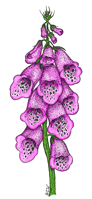 371x800 Foxglove Cutters World Of Sugar Art