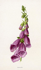 175x300 Foxglove Date Mid 19th Century Drawing By Mary Evans Picture Library