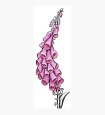 210x230 Foxglove Drawing Wall Art Redbubble