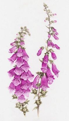 236x413 Foxglove By Christie Newman