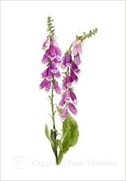 181x260 Foxglove Drawing Reference Photos Illustrations