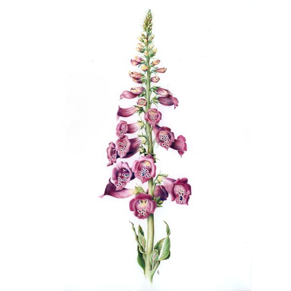 600x600 How To Draw Foxgloves
