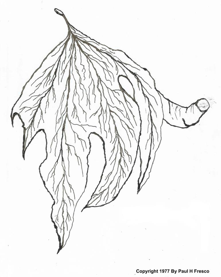 770x963 Saatchi Art A Leaf In Hand Photography By Paul Fresco