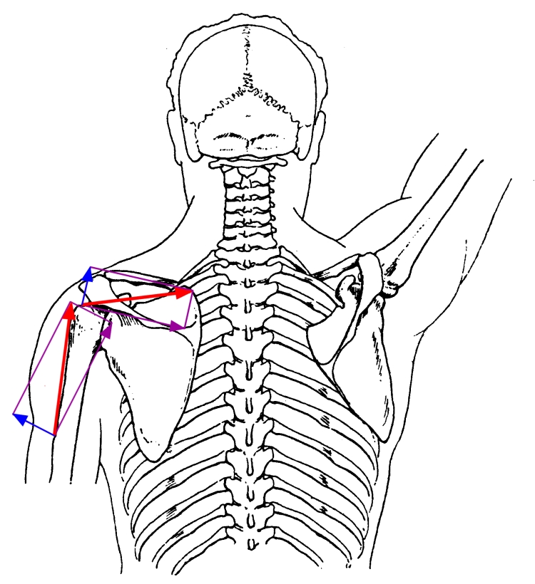 750x820 Mechanics In Exercise Angle Of Pull
