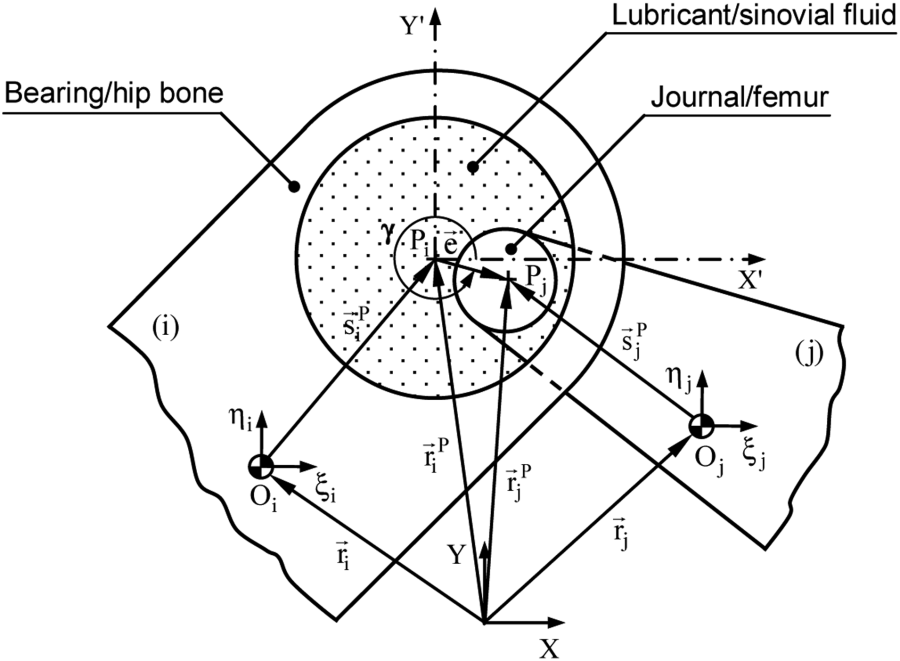 900x661 Influence Of The Hip Joint Modeling Approaches On The Kinematics
