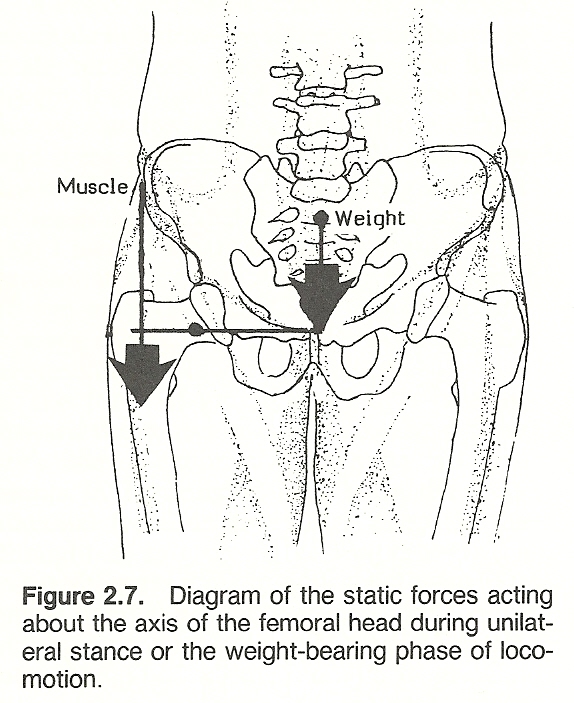 574x703 Collection Of Friction In A Bone Joint Vector Drawing High