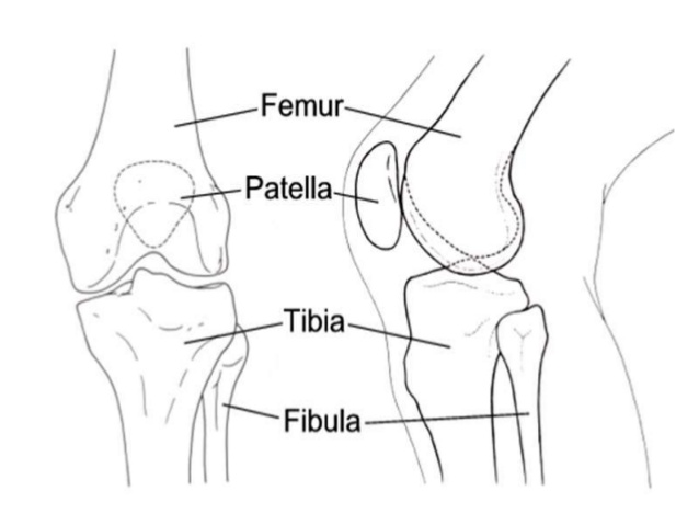 638x479 Collection Of Knee Joint Drawing High Quality, Free Cliparts