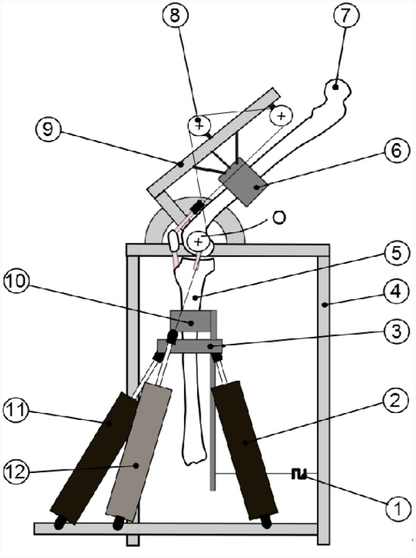 597x800 A New Test Rig For Human Joint And Prosthesis Characterization1