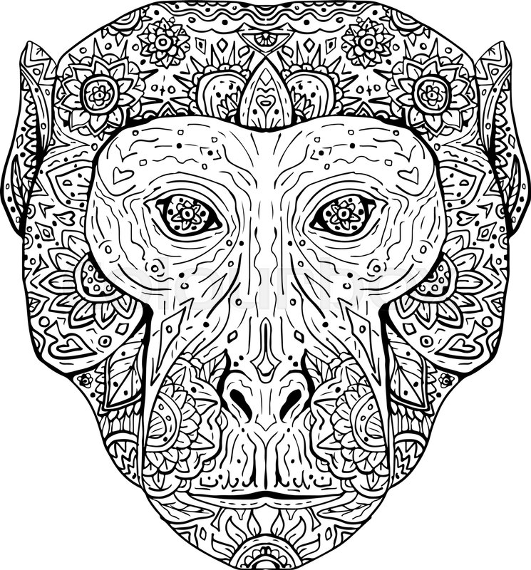 745x800 Illustration Of A Rhesus Macaque Head Viewed From Front Done